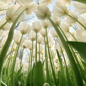 Meet your Posher, Monica